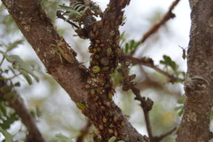Ceratopachys nigricornis