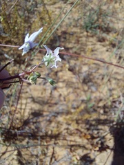 Nemesia cheiranthus
