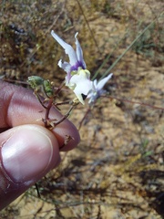Nemesia cheiranthus