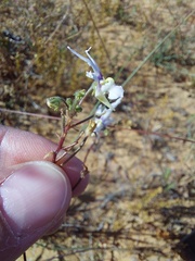 Nemesia cheiranthus