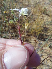 Nemesia cheiranthus