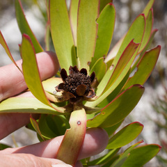 Leucadendron microcephalum