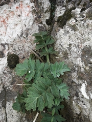 Anisotome pilifera