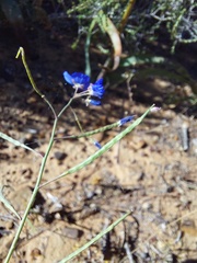 Heliophila acuminata