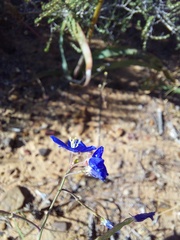 Heliophila acuminata