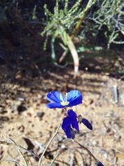 Heliophila acuminata