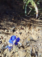 Heliophila acuminata
