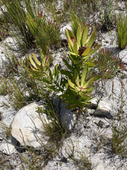 Leucadendron microcephalum
