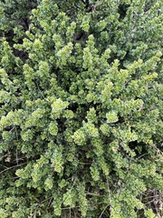 Prostanthera cuneata