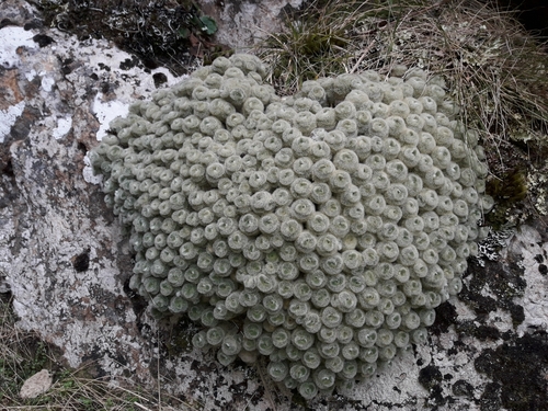 Image of Haastia pulvinaris by (c) naturewatchwidow, some rights reserved (CC BY)