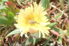 Carpobrotus edulis edulis