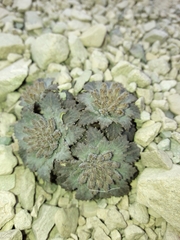 Notothlaspi rosulatum