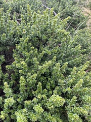 Prostanthera cuneata