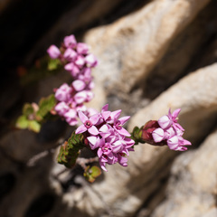 Sonderothamnus petraeus