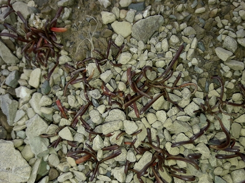 Image of Montia Calycina (Montia calycina) by (c) naturewatchwidow, some rights reserved (CC BY)