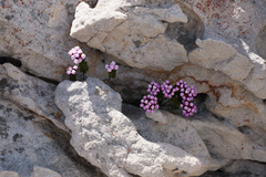 Sonderothamnus petraeus