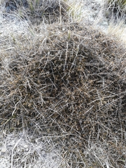 Coprosma cheesemanii