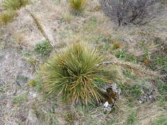 Aciphylla ferox