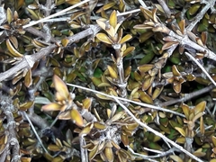 Coprosma cheesemanii