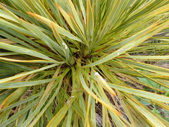 Aciphylla ferox