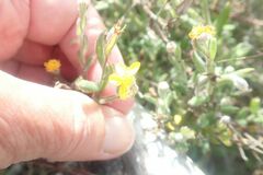 Osteospermum ciliatum