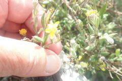 Osteospermum ciliatum