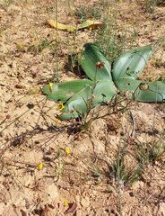Osteospermum monstrosum