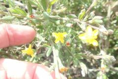 Osteospermum ciliatum