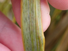 Aciphylla ferox