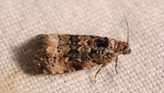 Endothenia