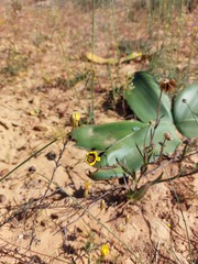 Osteospermum monstrosum