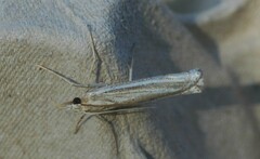 Ancylolomia