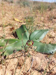 Osteospermum monstrosum