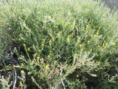 Osteospermum ciliatum