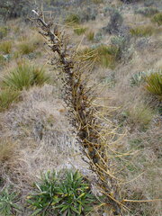 Aciphylla ferox