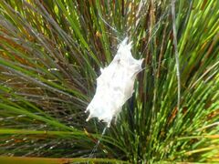 Palystes superciliosus