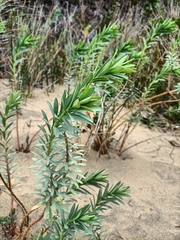 Euphorbia glauca