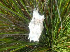 Palystes superciliosus