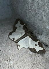 Lomaspilis marginata