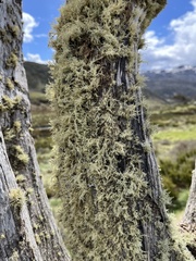Ramalina celastri