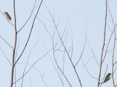 Psilopogon haemacephalus