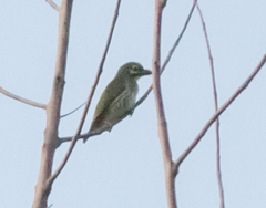 Psilopogon haemacephalus