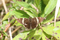 Autochton vectilucis