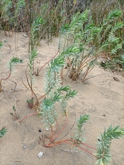 Euphorbia glauca