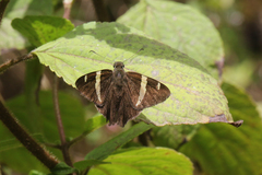 Autochton vectilucis