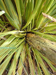 Aciphylla ferox