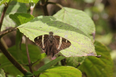 Autochton vectilucis