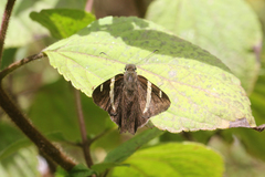 Autochton vectilucis