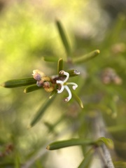 Grevillea australis