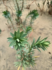 Euphorbia glauca